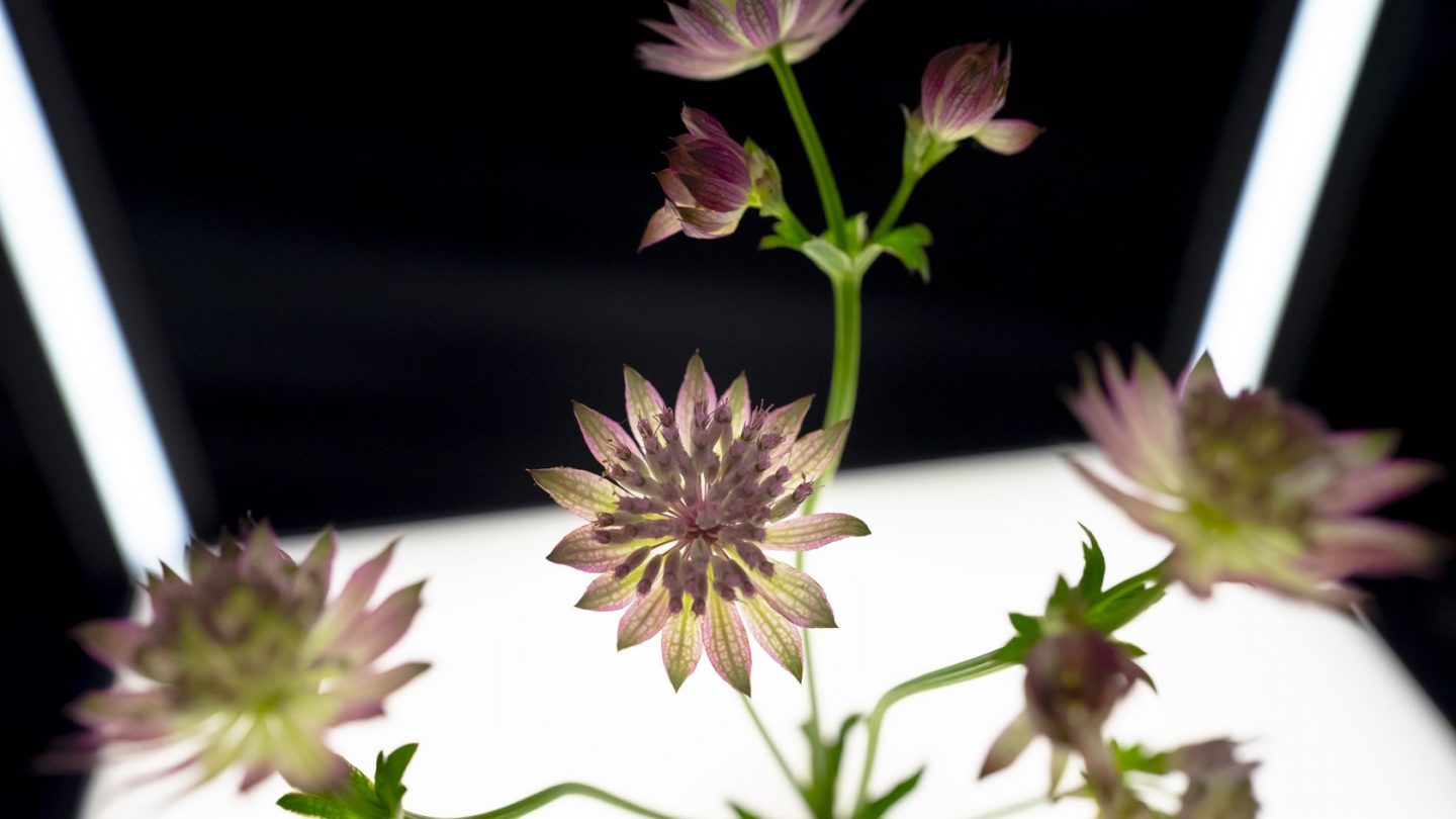 001 Blumenhalle Milla